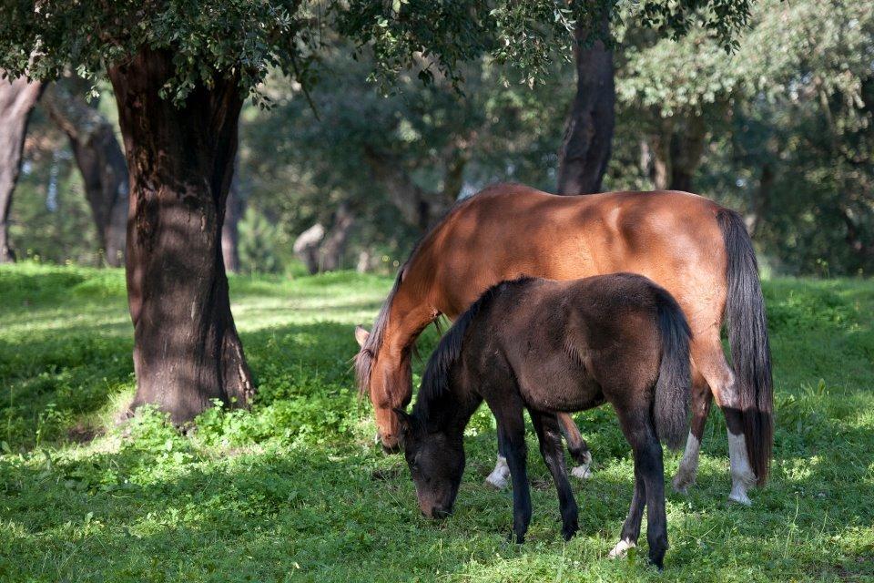 Coudelaria Vale Pau Villa Coruche Buitenkant foto