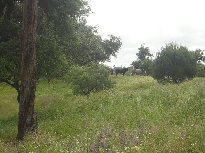 Coudelaria Vale Pau Villa Coruche Buitenkant foto