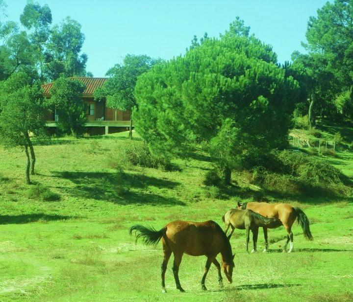 Coudelaria Vale Pau Villa Coruche Buitenkant foto