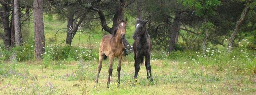 Coudelaria Vale Pau Villa Coruche Buitenkant foto